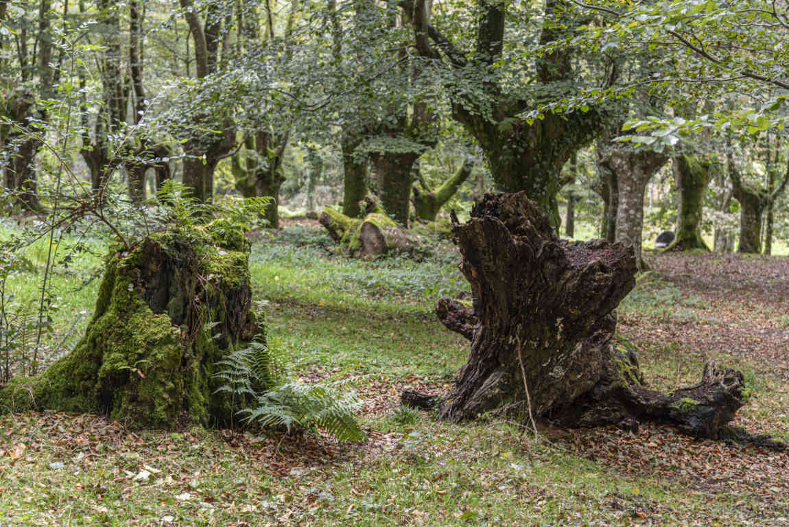 Vizcaya - parque natural de Urkiola 16 - hayedo.jpg